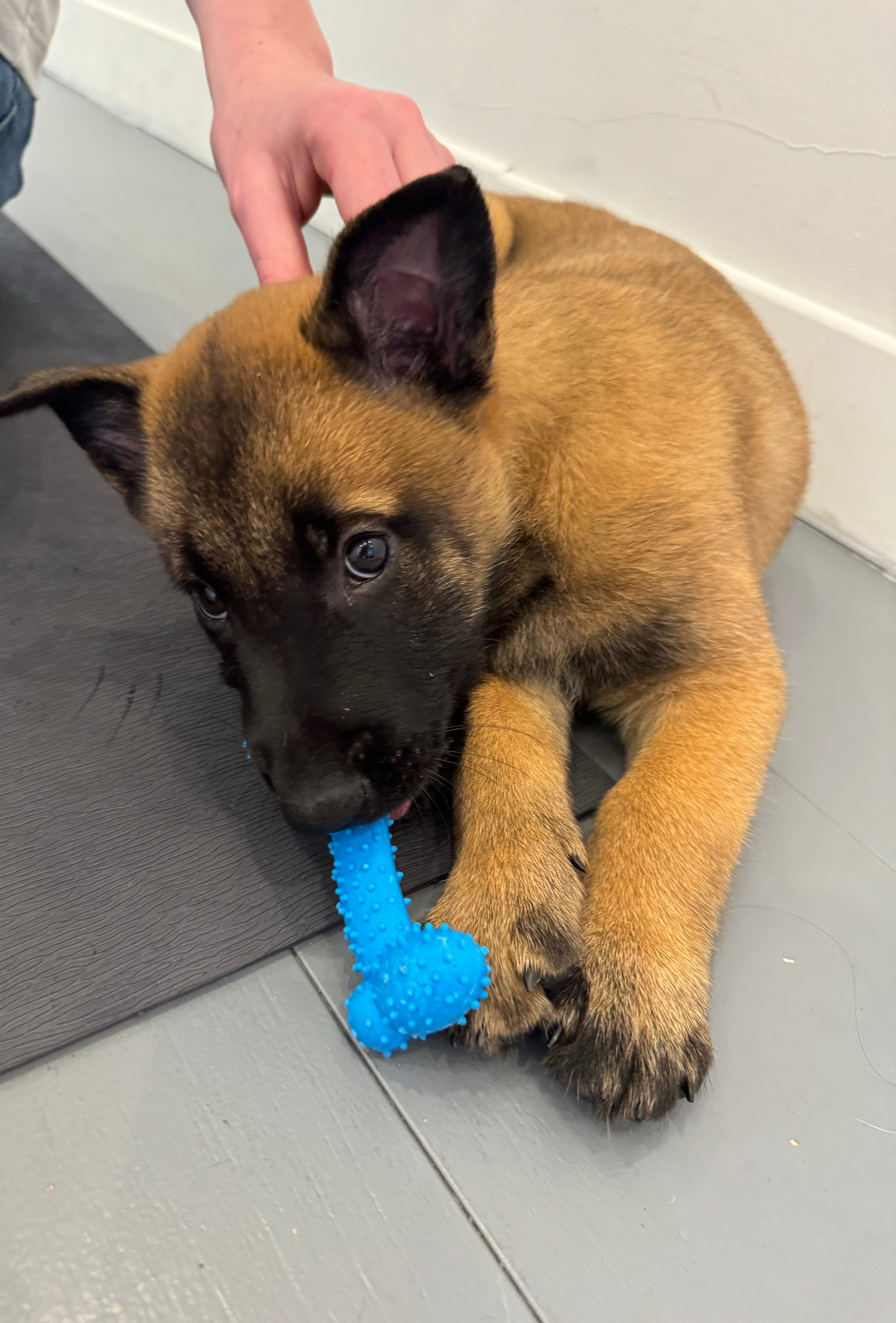 Un Puppy con un juego en una clase en Mexico City