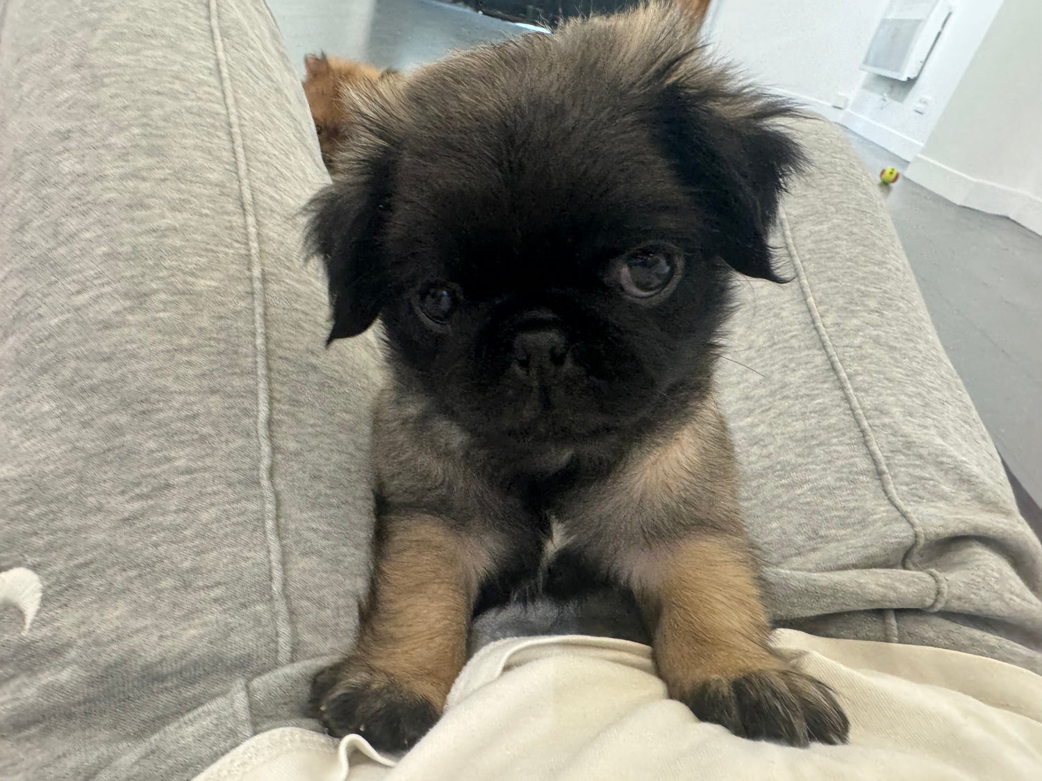 Un cachorro pug en una clase de Puppy Yoga en Mexico